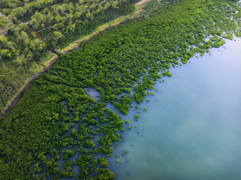 A Large Manufacturing Company Looks to Carbon Offsets to Meet its Net Zero Goals